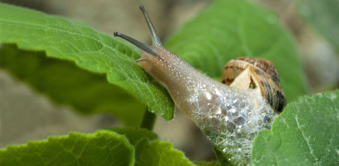 bava delle lumache come si produce cosmesi alla bava di lumaca